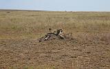 TANZANIA - Serengeti National Park - Ghepardi - 01